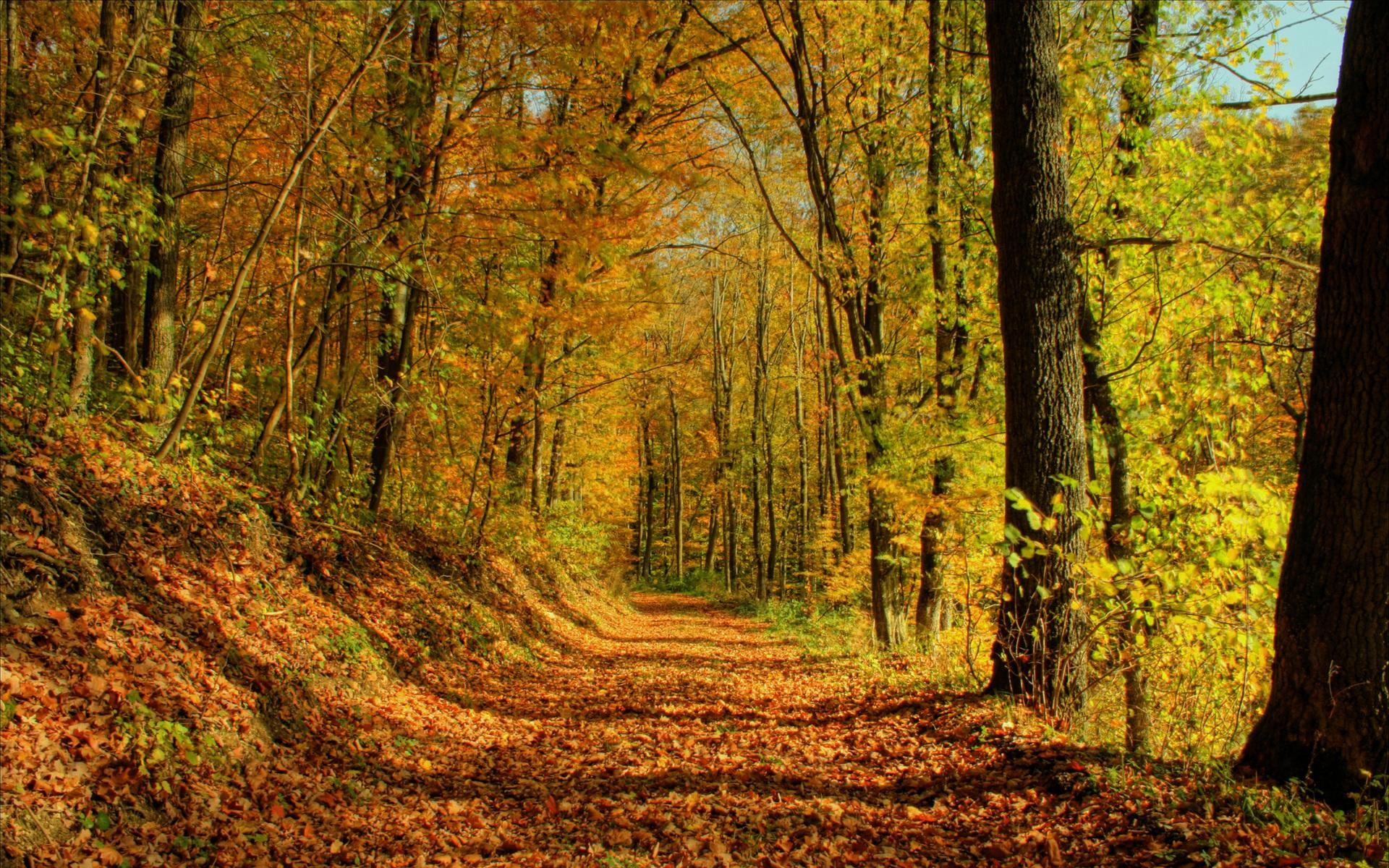 Autumn Woods Best Landscape Wallpaper