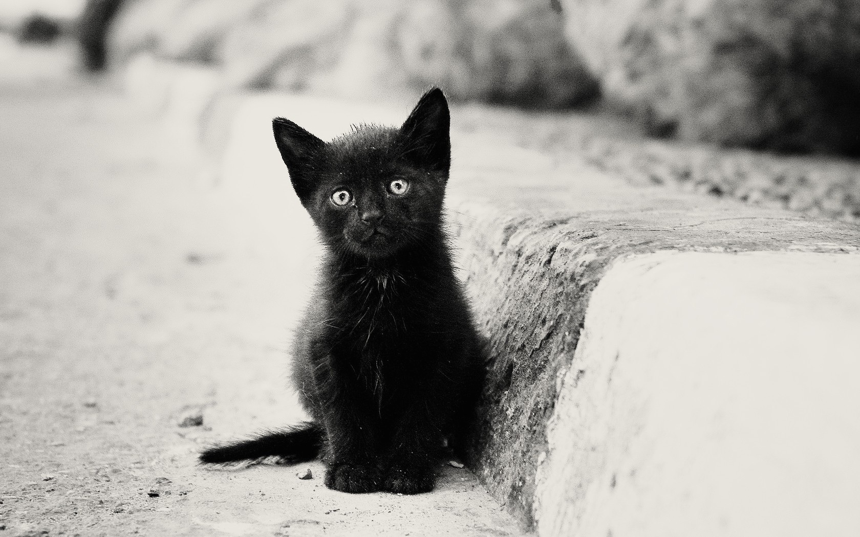 Lonely Black Kitten Desktop Pc And Mac Wallpaper