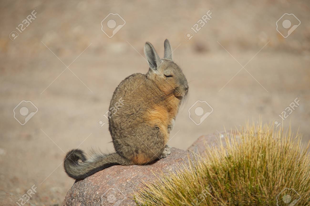 Mountain Viscacha Lagidium Viscacia Sitting On A Rock In Vicunas