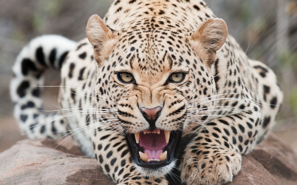 Snow Leopard Wallpaper The Animal Life
