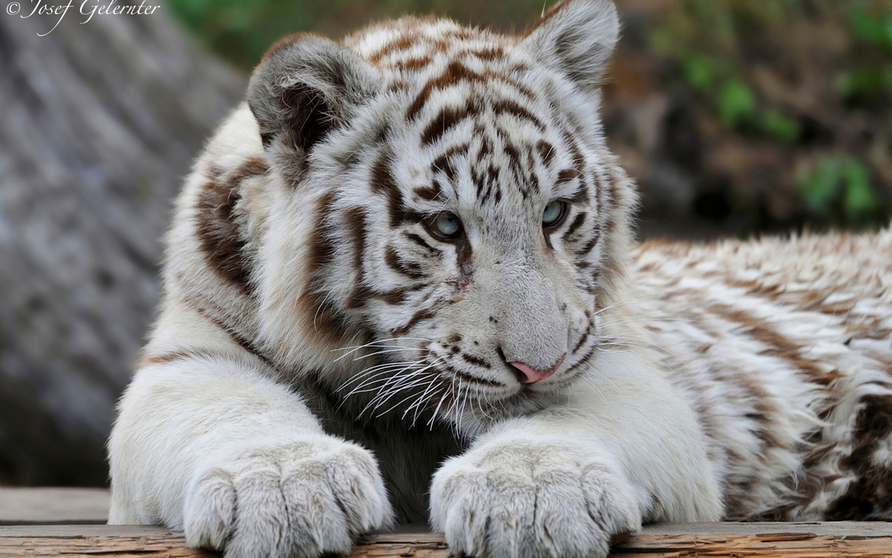 White Tiger Baby Wallpaper HD S