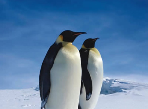 Screensaver Penguin