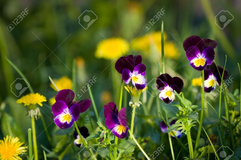 Beautiful Purple And Yellow Flowers HD WallpaperHDc