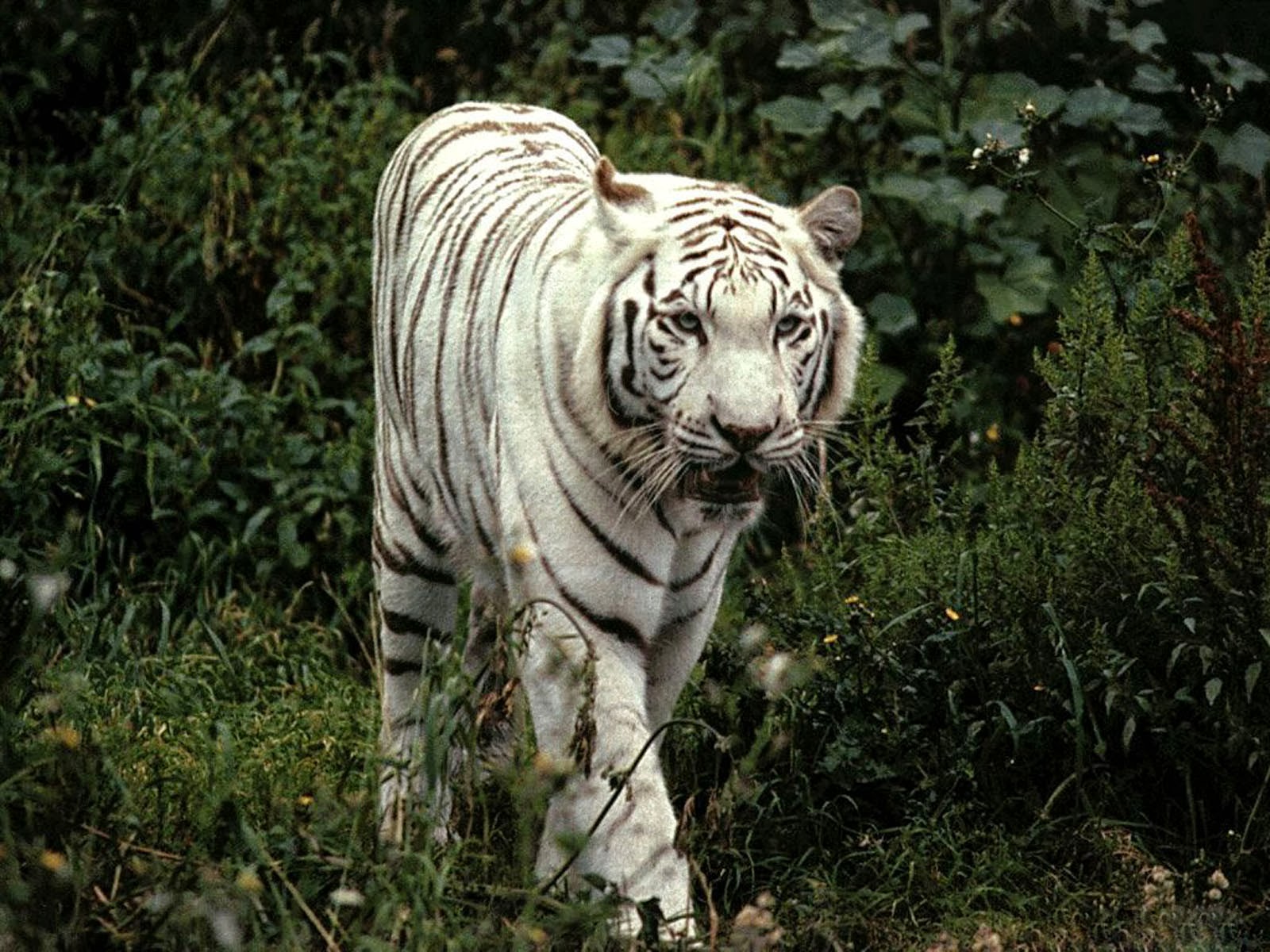 White Tiger Wallpaper Desktop