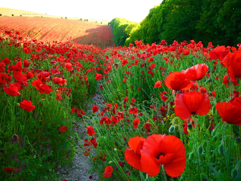 Field Of Red Poppies Wallpaper
