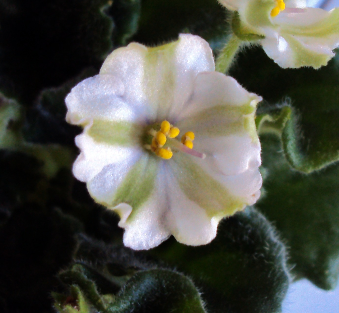 African Violets Have A Fascinating Background In History They