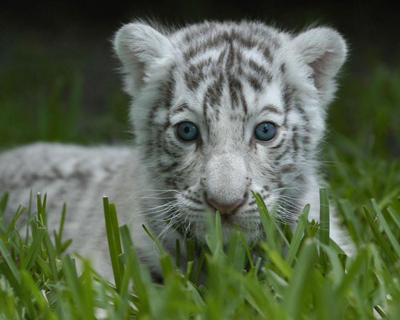 White Tiger Cub Wallpapers 1280x1024