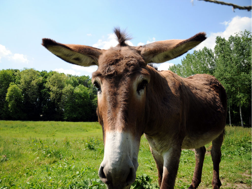 Donkey Wallpaper