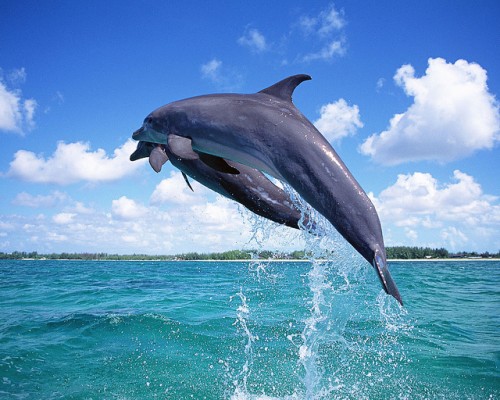 🔥 Free download dolphin wallpaper border [500x400] for your Desktop ...