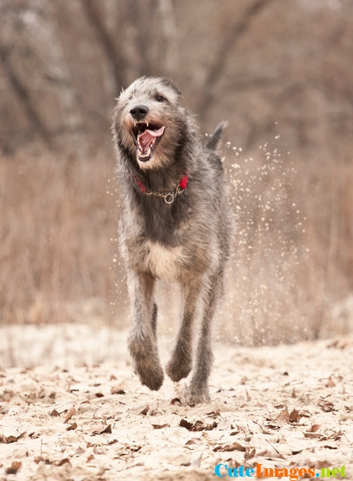 Irish Wolfhound Cute Dogs Dog Pictures Breeds