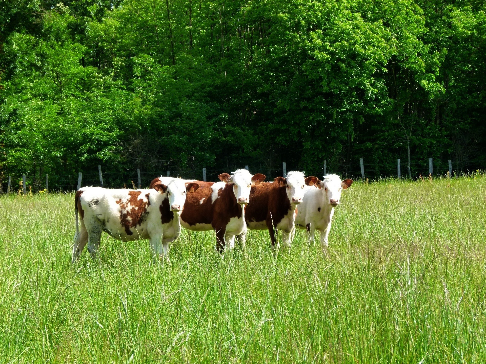Farm Animals Wallpaper