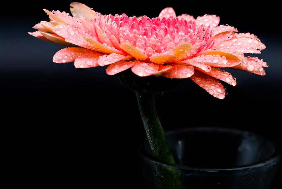 Flower Plant Beautiful Background Sophisticate Nice Nature