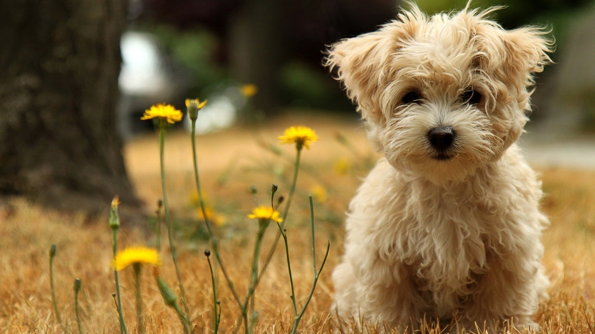 Cute Brown Fuzzy Puppy In Field Full 1080p Ultra HD Wallpaper