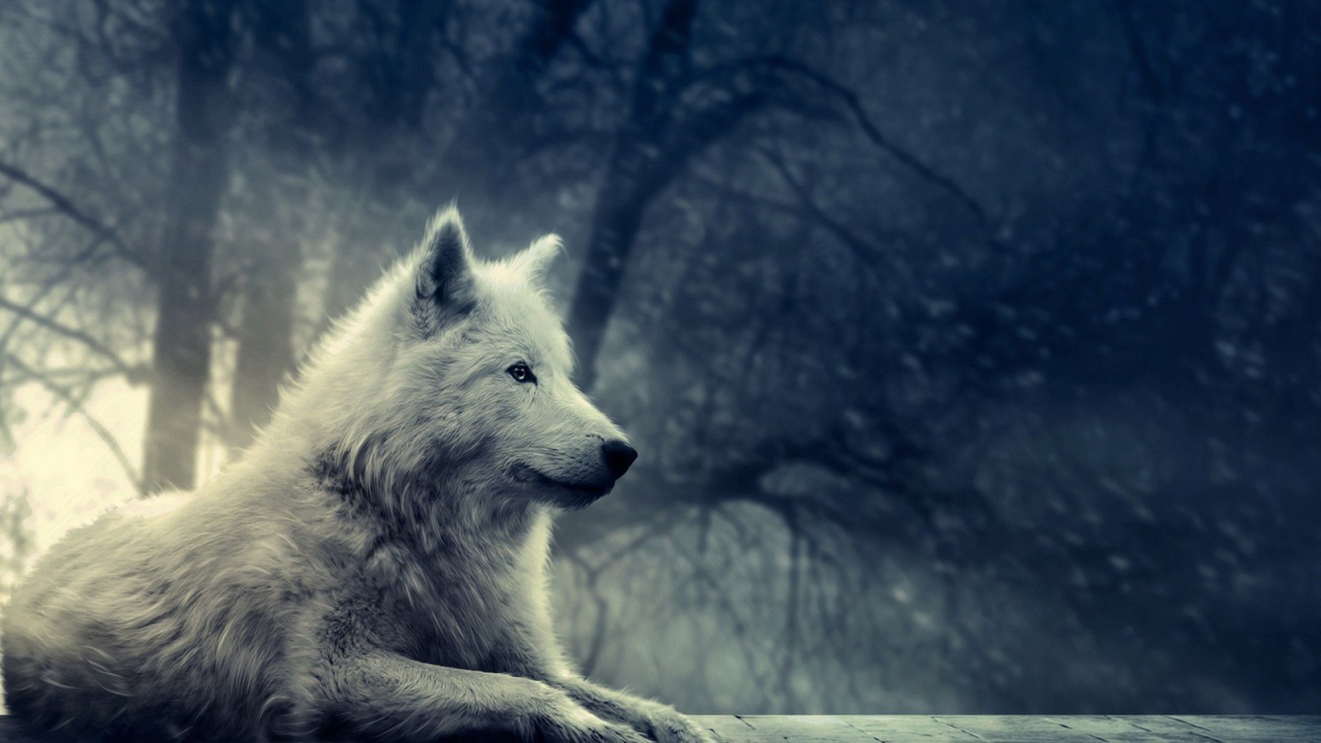 White Wolf HD Wallpaper