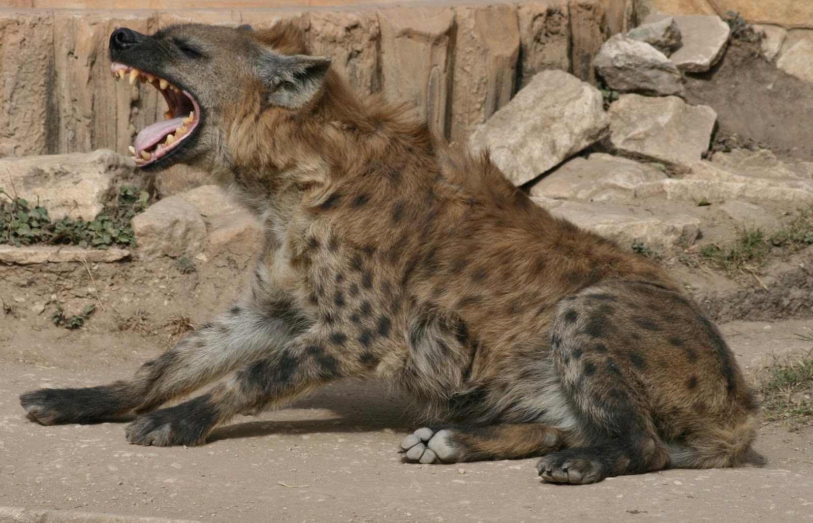 Hyena Pictures And Wallpaper Animals Library