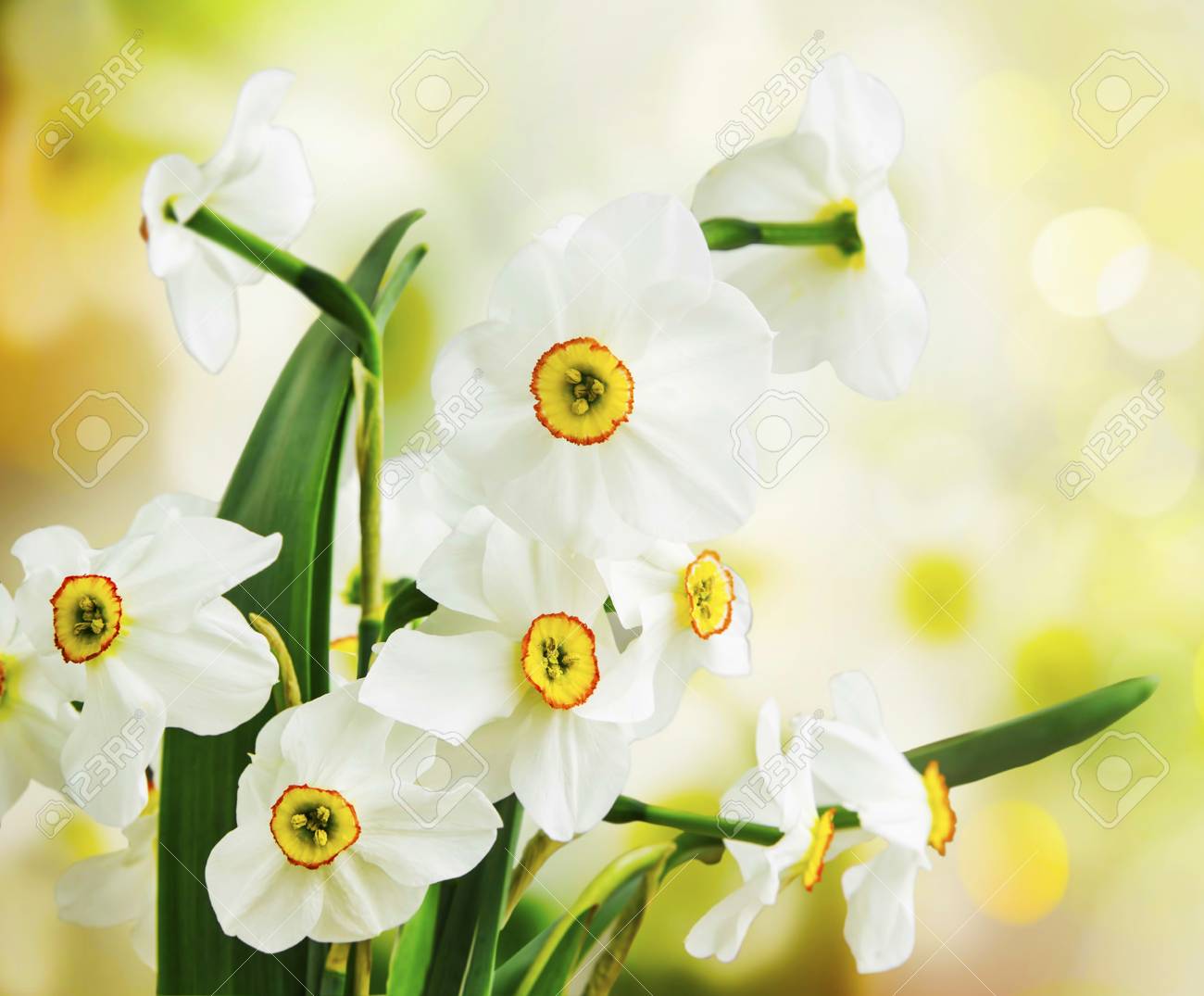 Spring White Daffodils Bouquet On Bright Springtime Background