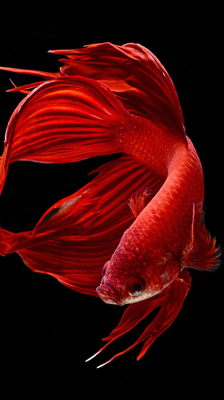 Free Download Apple Iphone 6s Wallpaper With Red Betta Fish In Dark Background Hd 750x1334 For Your Desktop Mobile Tablet Explore 46 Iphone 6s Original Wallpaper Iphone Milky Way