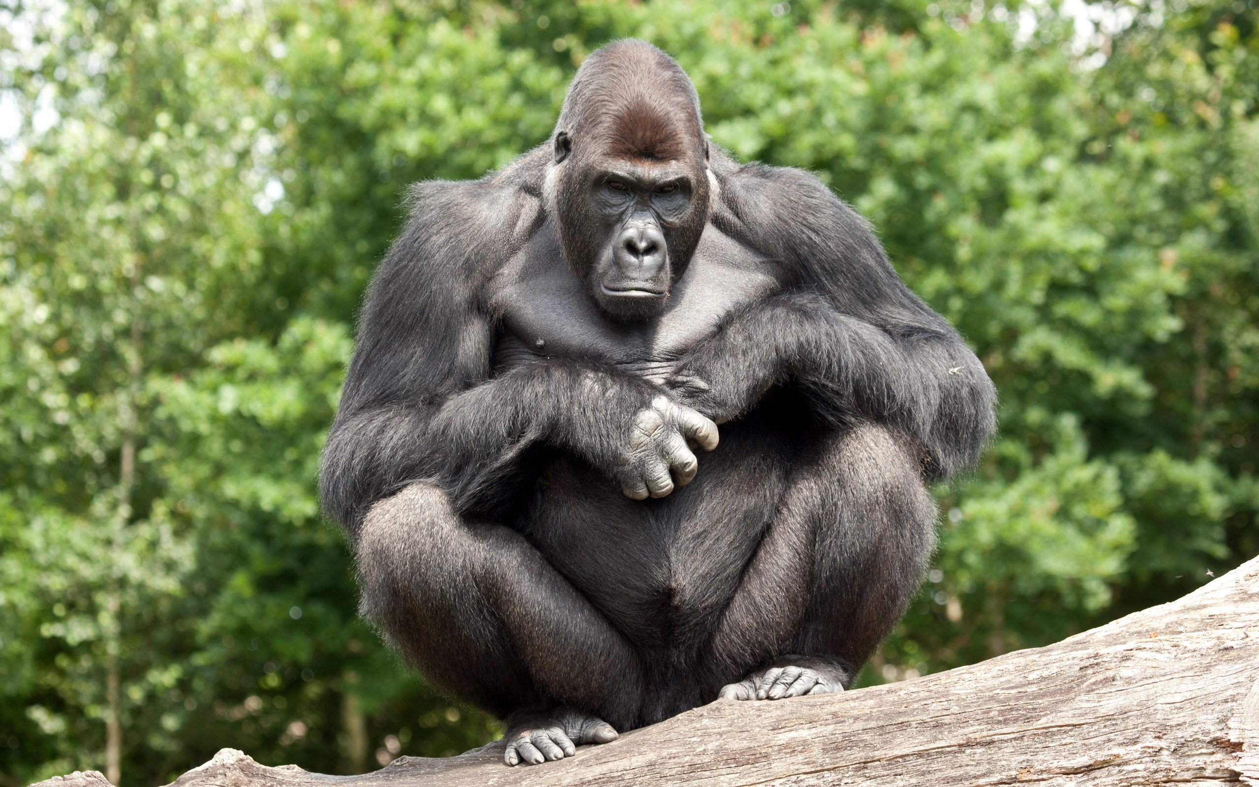 Gorilla Wallpaper