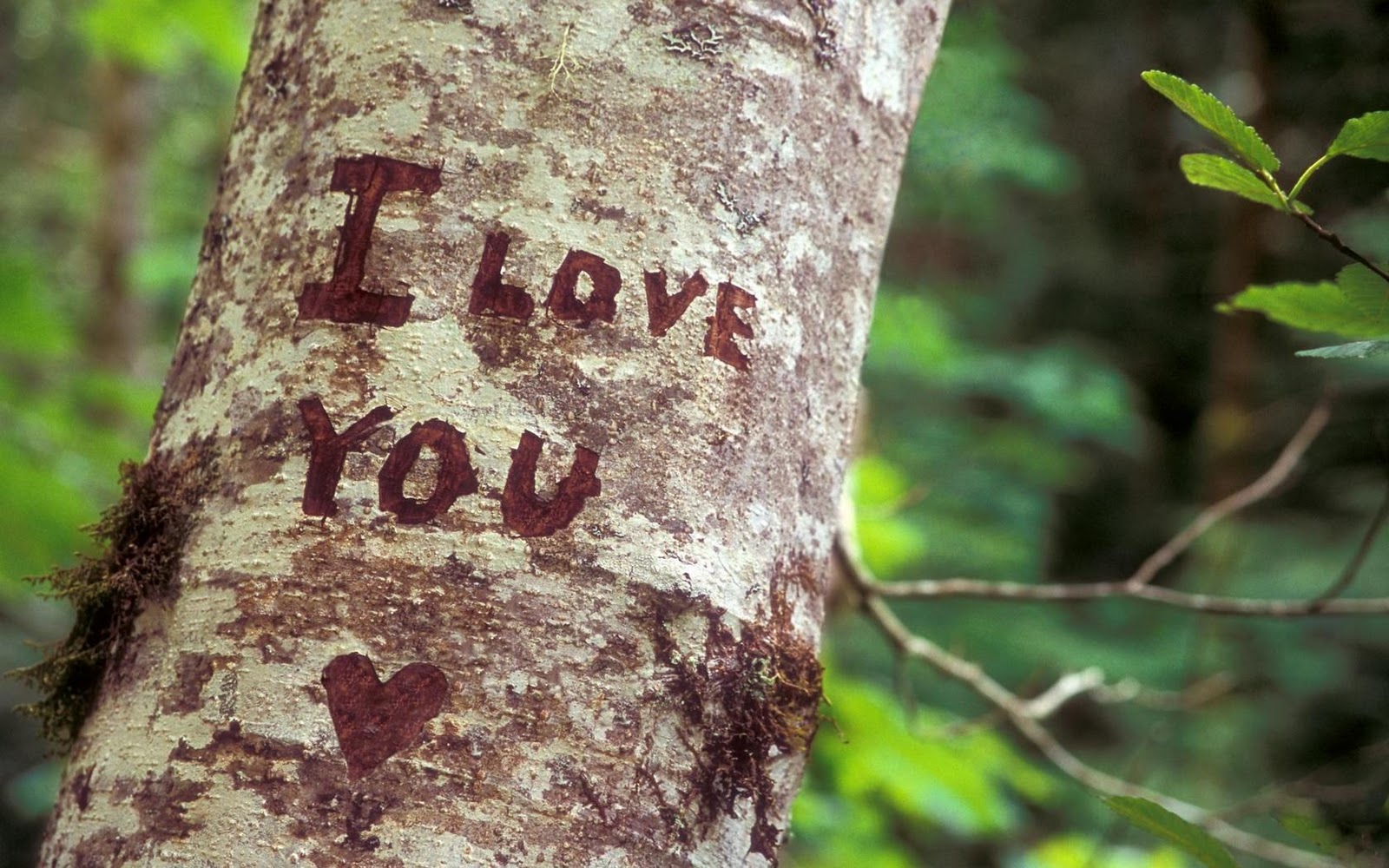 Love You Heart Tree Nature HD Wallpaper Romantic