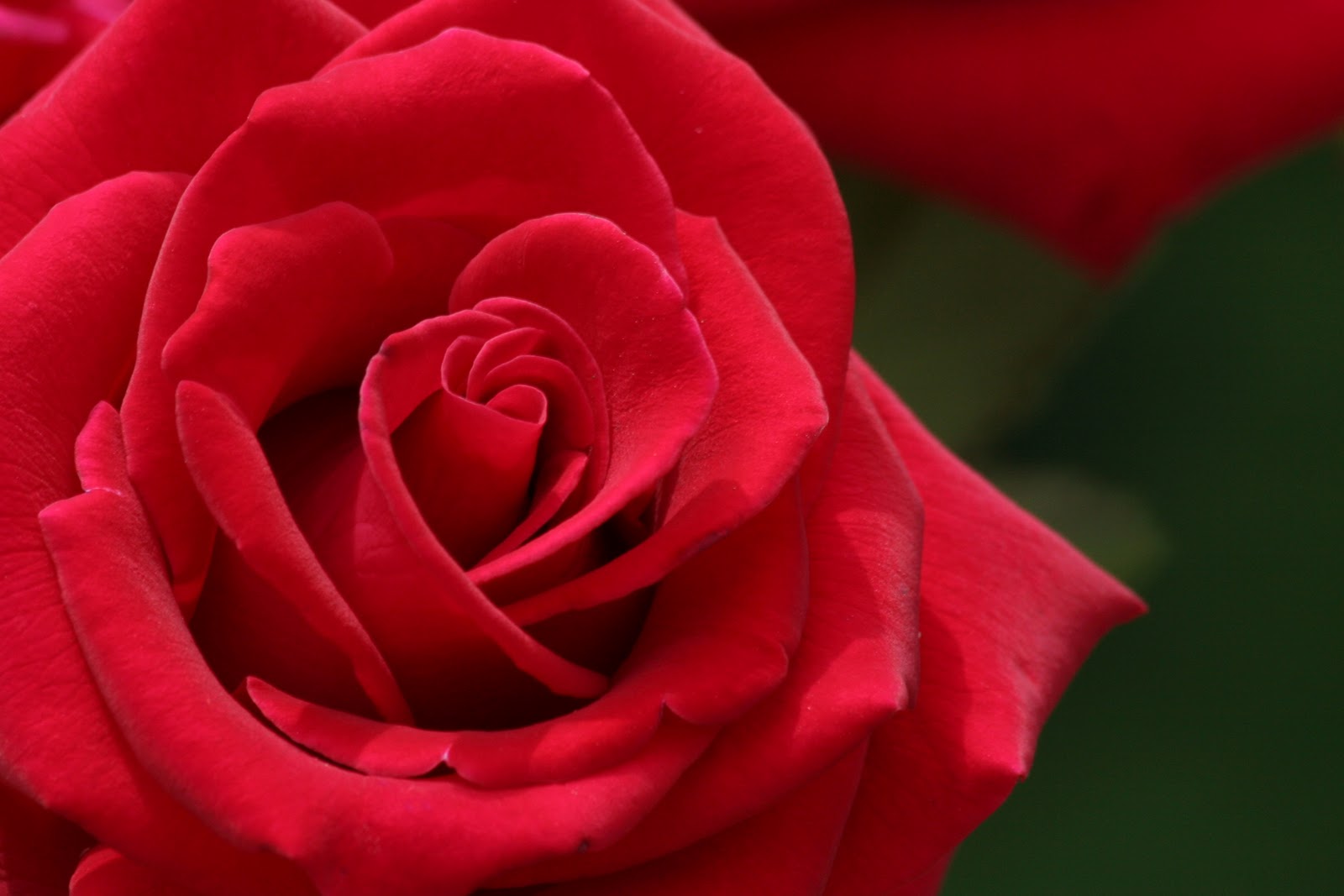 Red Roses Flower Rose Pictures Jpg
