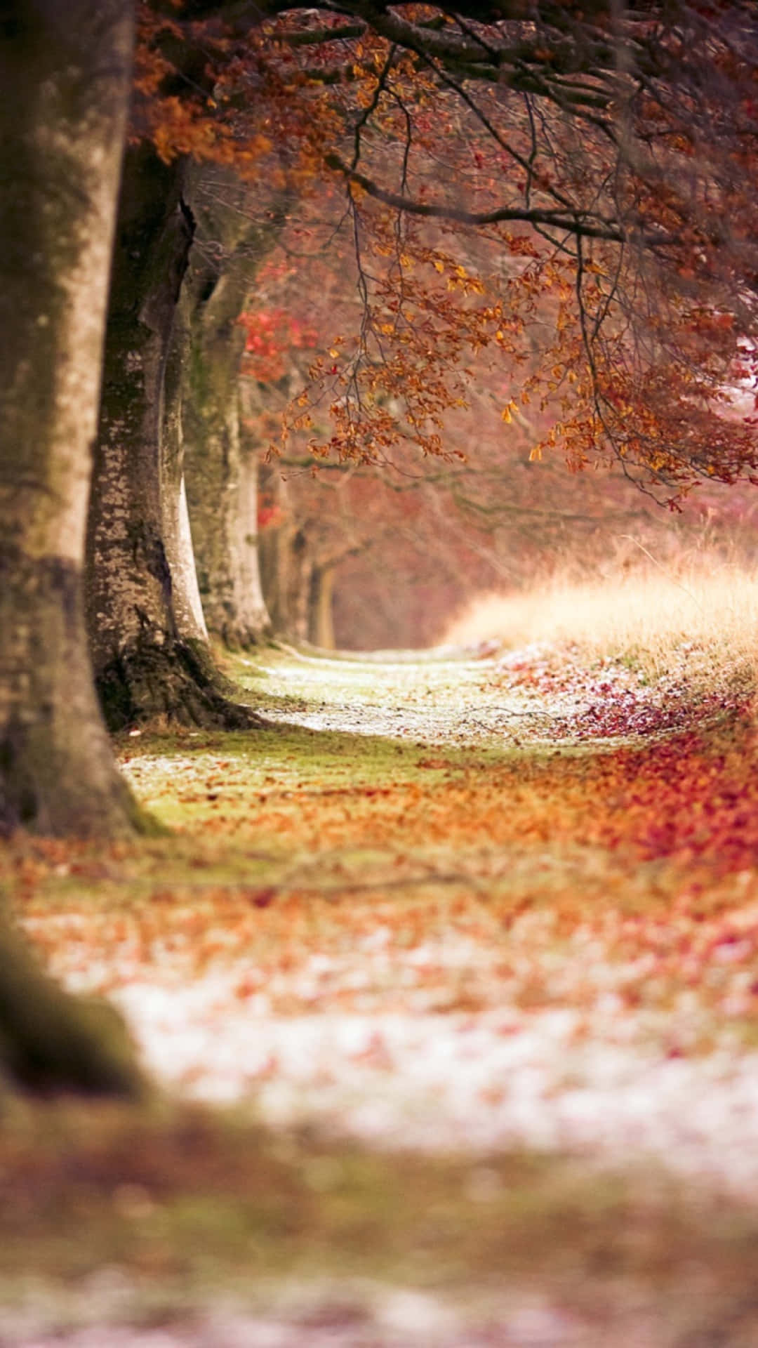Embrace The Warm Hug Of Autumn With Your iPhone Plus Wallpaper