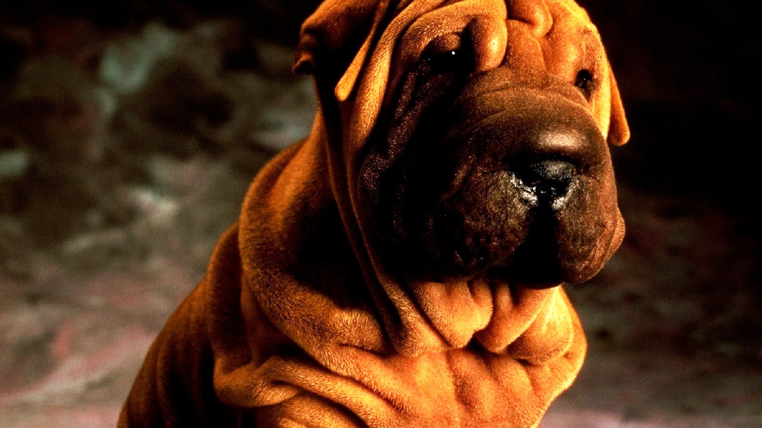 Shar Pei HD Wallpaper Background Image Id