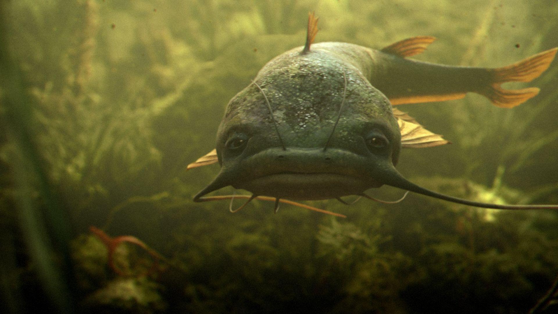 Wels Catfish Wallpaper