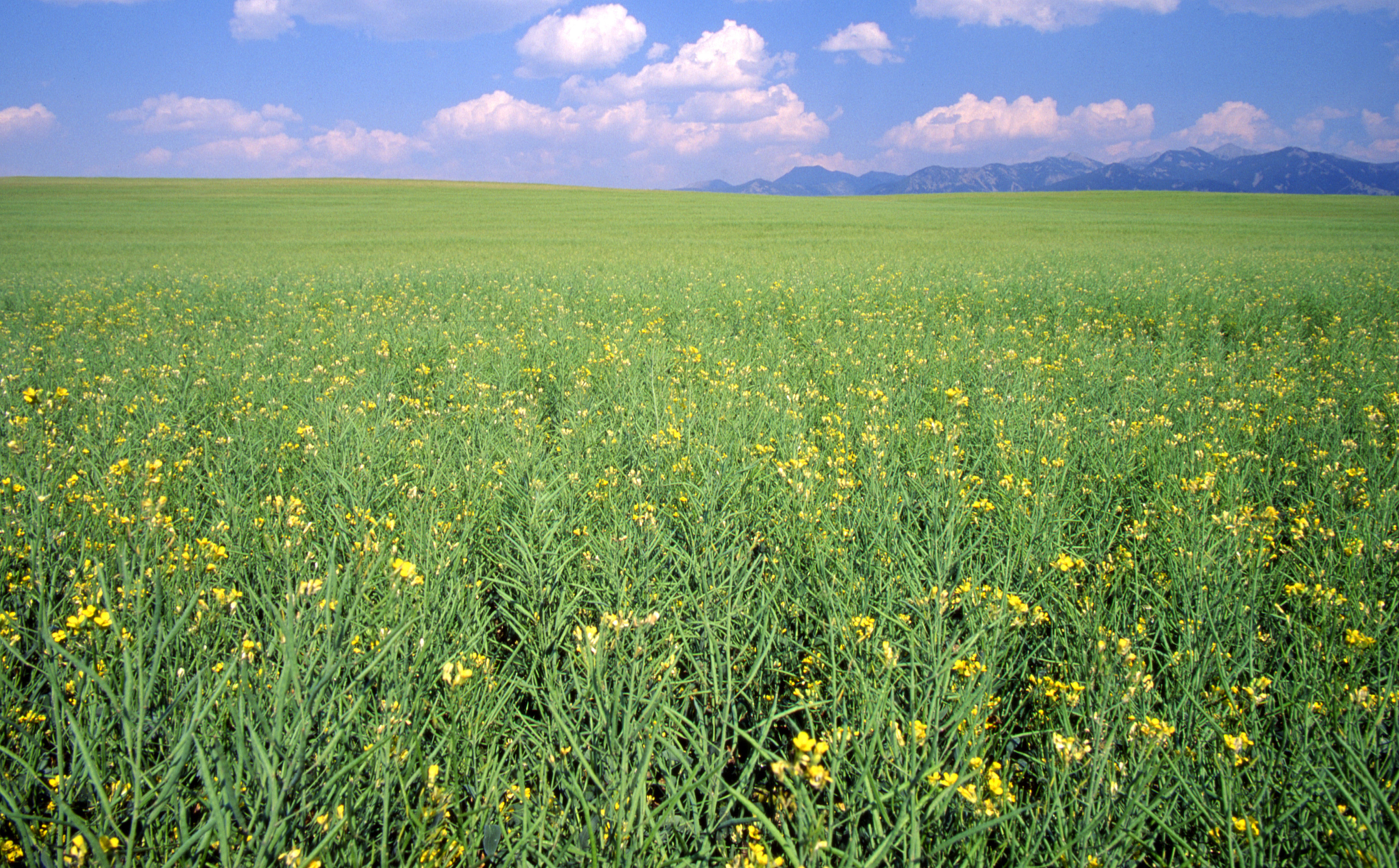 Crops And Farm With Mountains In The Background Montana Image