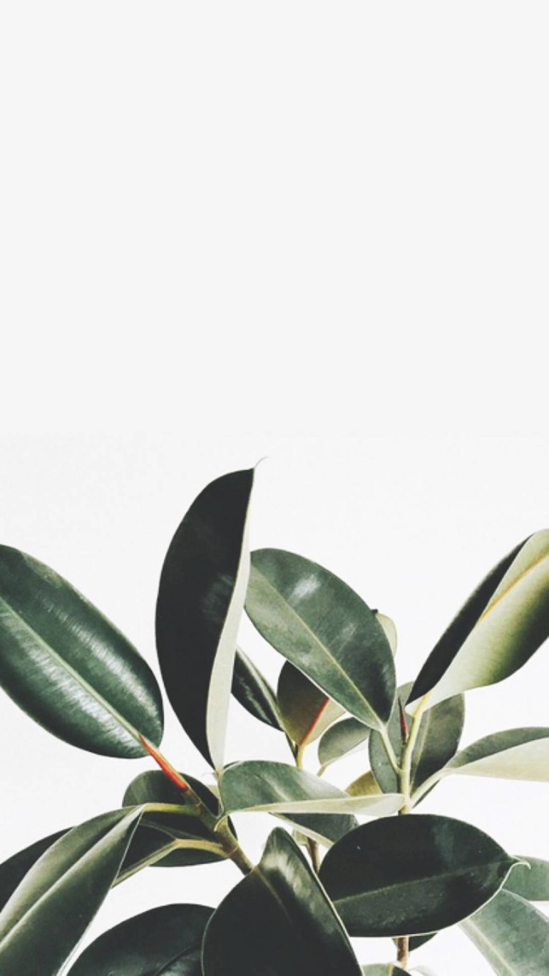 Plant iPhone Wallpaper