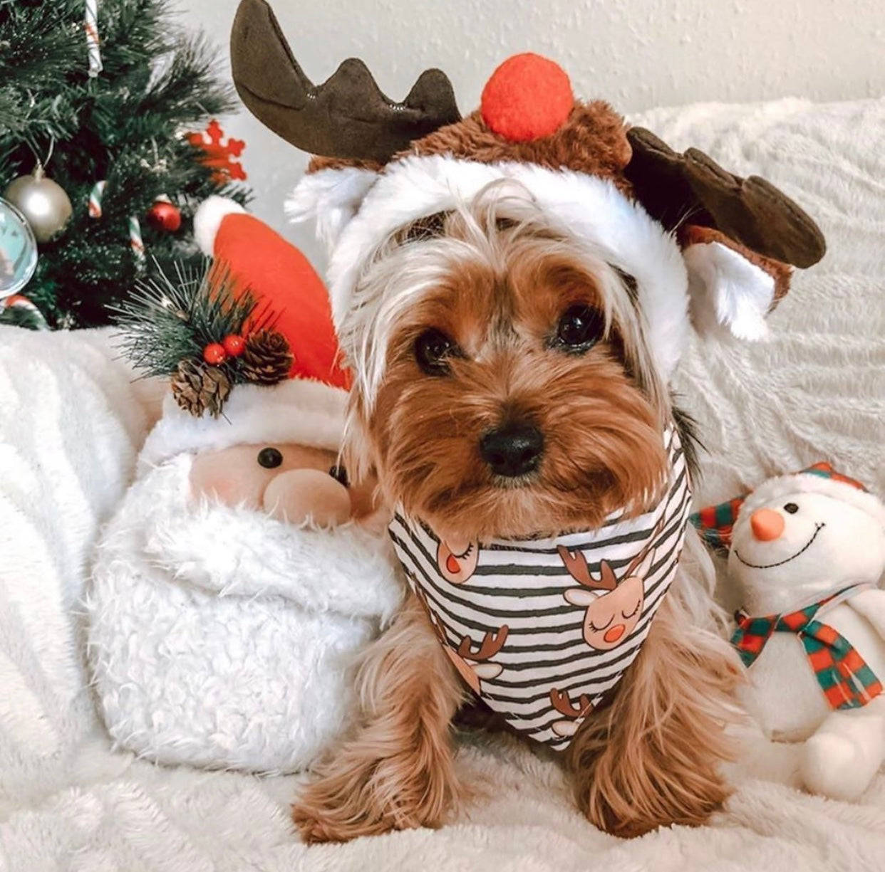 Adorable Yorkshire Terrier puppy dressed in festive Christmas attire, including reindeer antlers and a holiday bandana, posing with plush Santa Claus and snowman toys