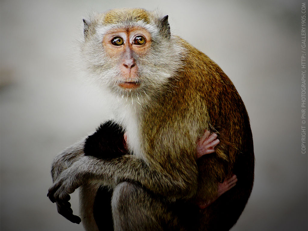Monkey Wallpaper Image And Animals Pictures