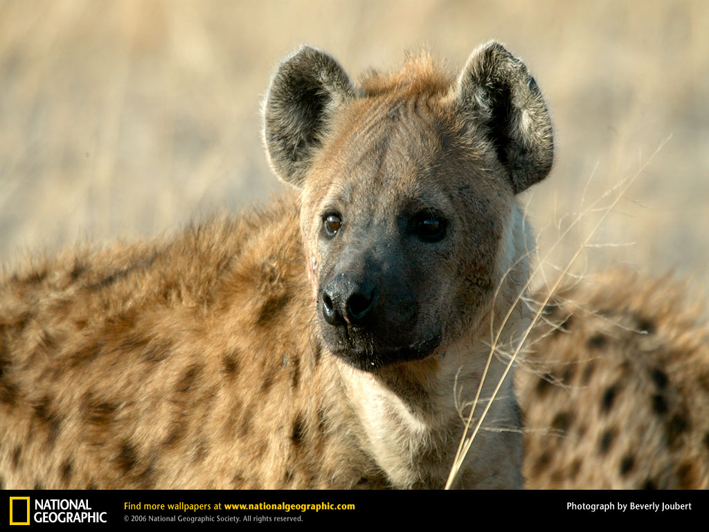 Hyena Picture Spotted Desktop Wallpaper