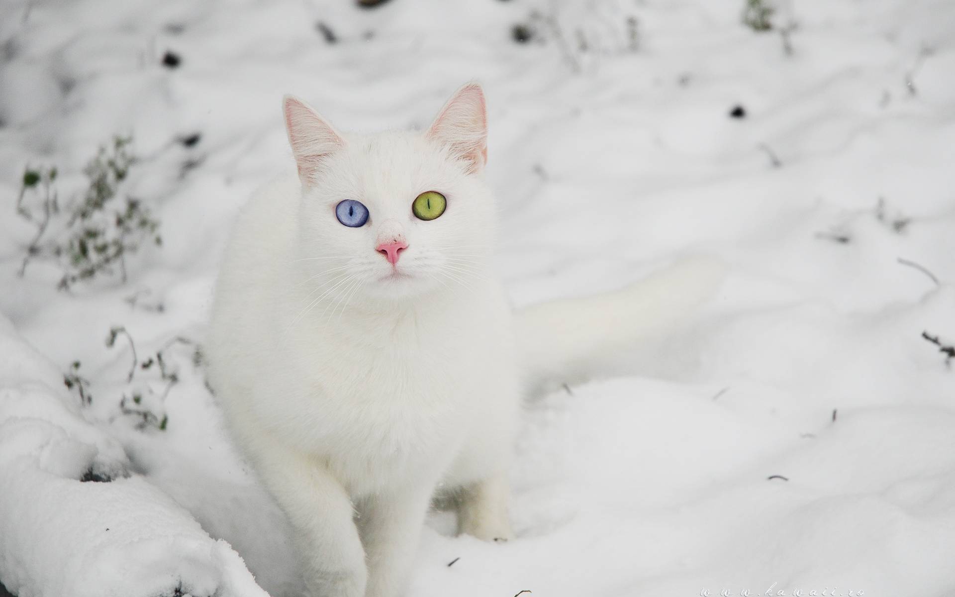 cat in snow   Cats Wallpaper
