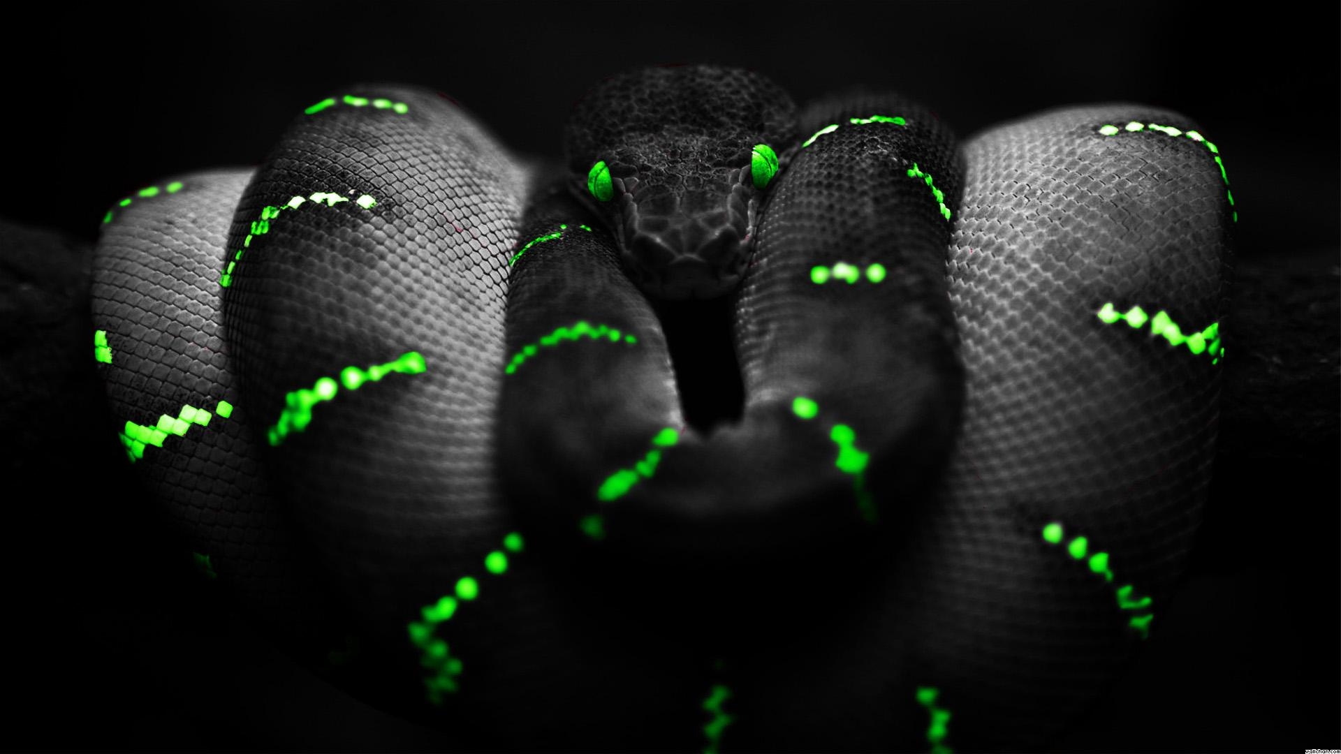 Black With Green Snake Wallpaper