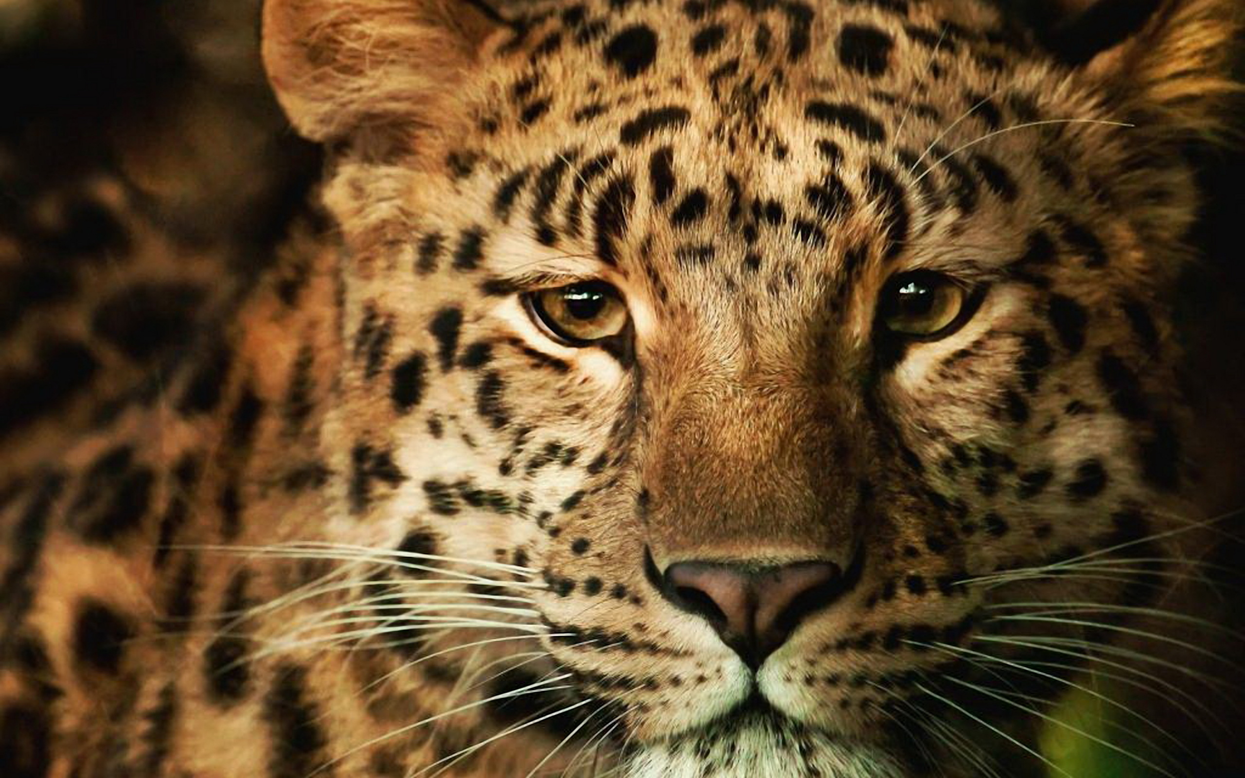 Animal Leopard Big Cat Snow Wallpaper Full HD