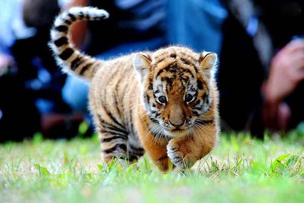 Baby Tiger Break4fun