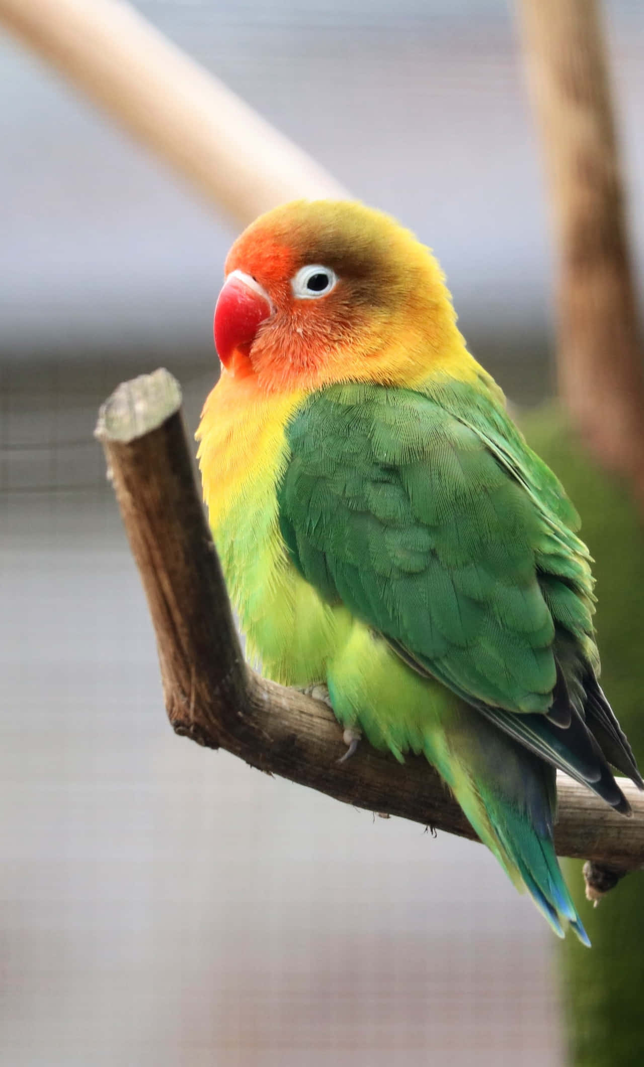 Bird iPhone Wallpaper