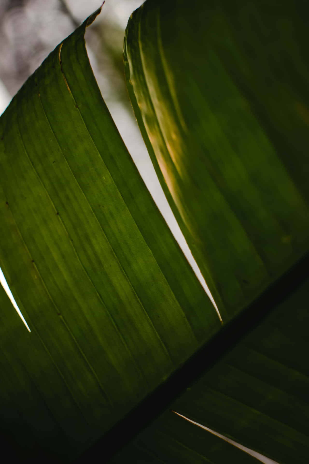 Palm Tree With Vibrant Banana Leaf Wallpaper