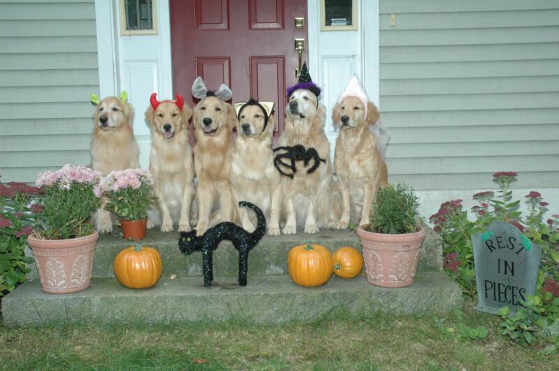 Golden Retriever Dogs Photo And Wallpaper Beautiful Halloween