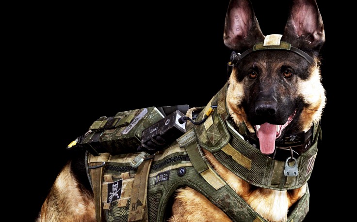 Dog Army Awesome HD Wallpaper Desktop Background