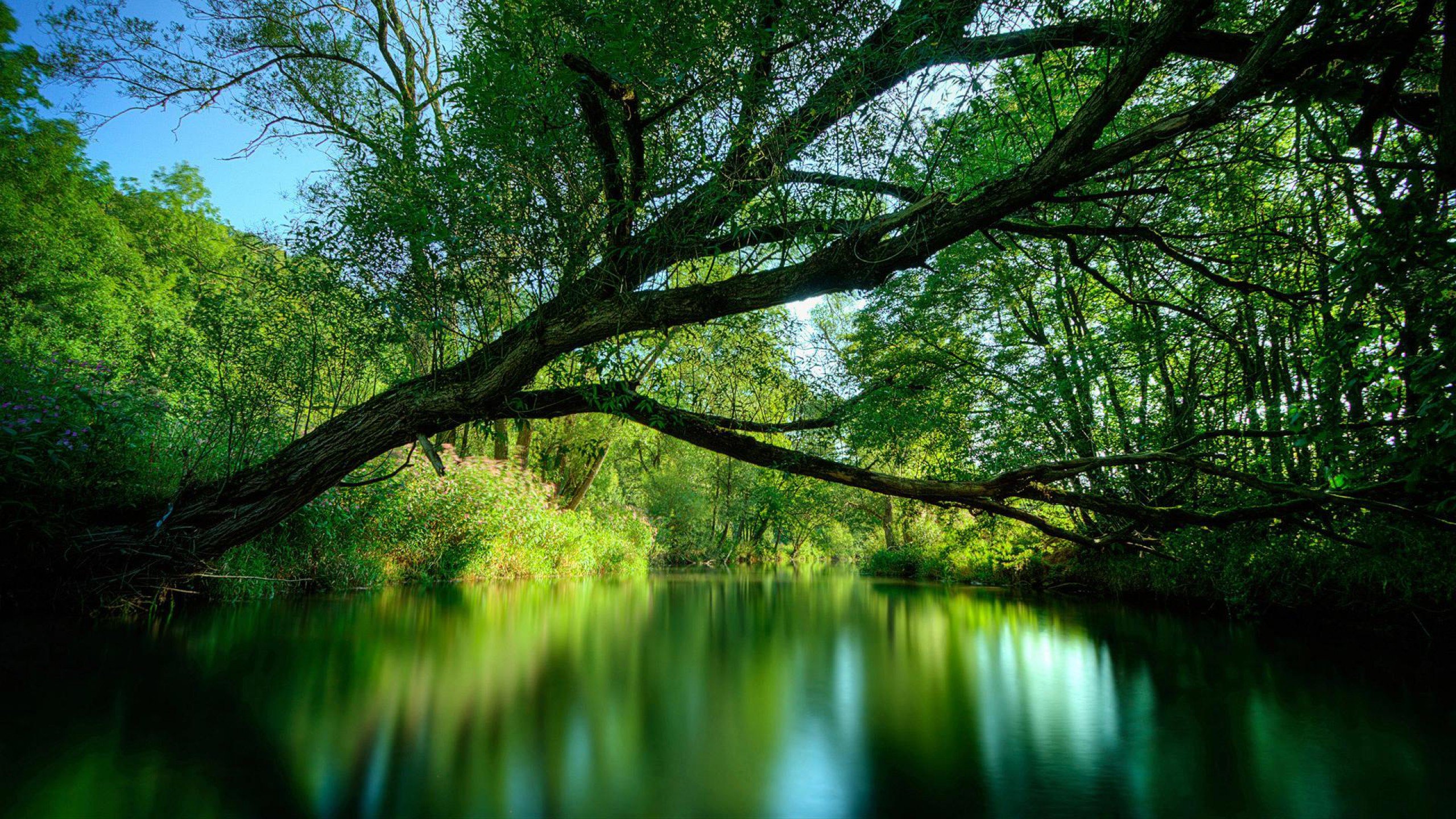 A serene river flowing through a lush green forest, a large tree branch extending over the water