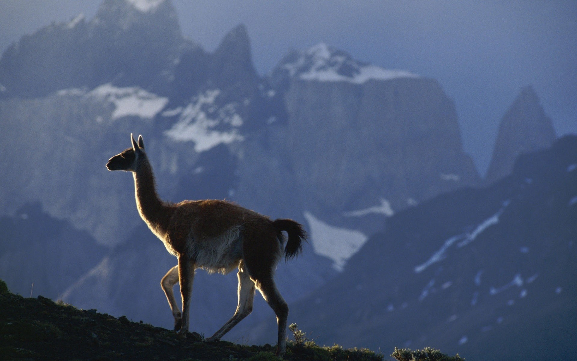 Lama Mountains Walk Mist Wallpaper