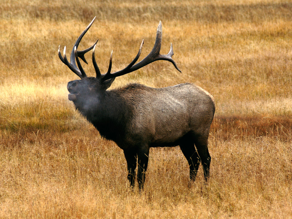 Bull Elk Background