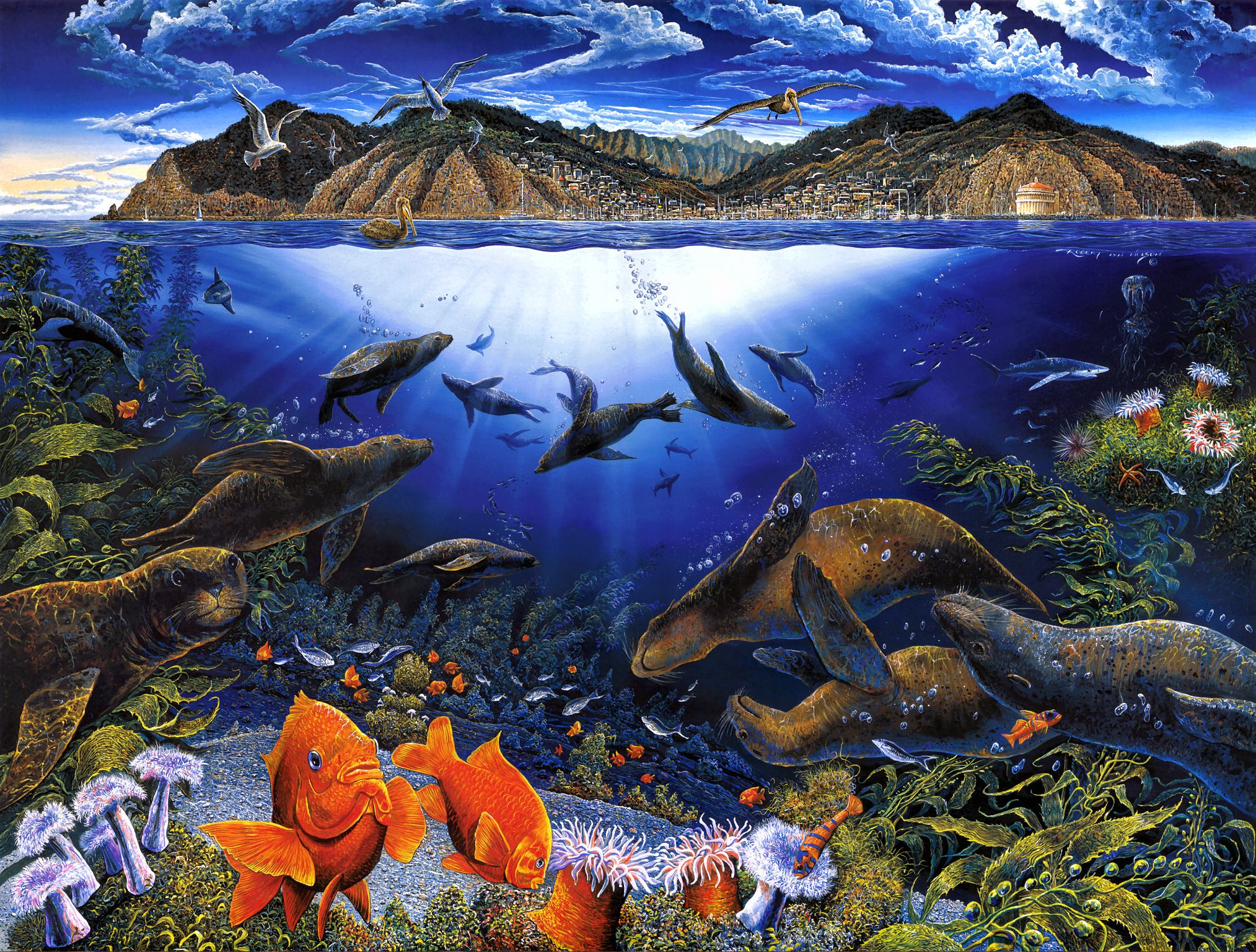 Sea Life Puter Wallpaper Desktop Background