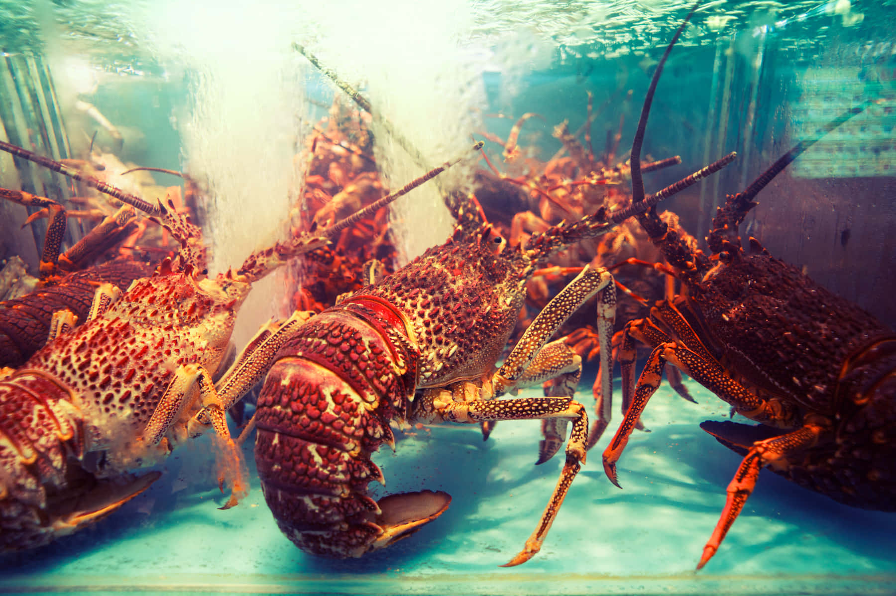 Spiny Lobster Dinner Wallpaper