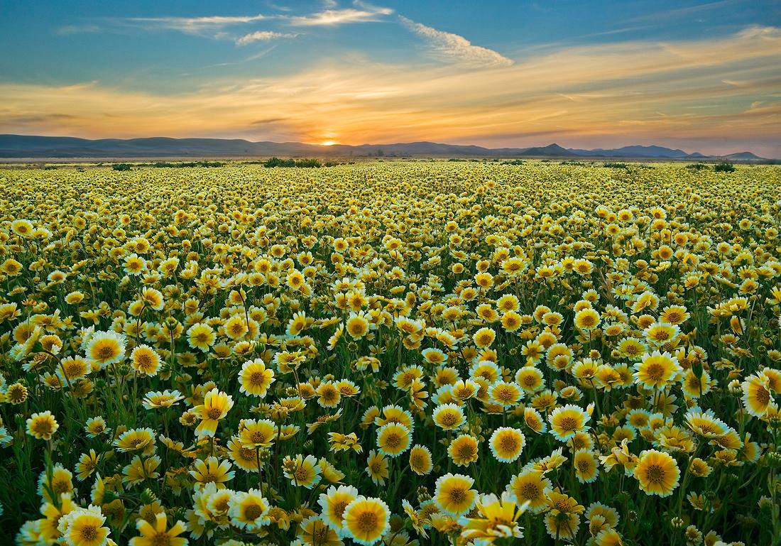 Flower Fields Nature Wallpaper HD Desktop