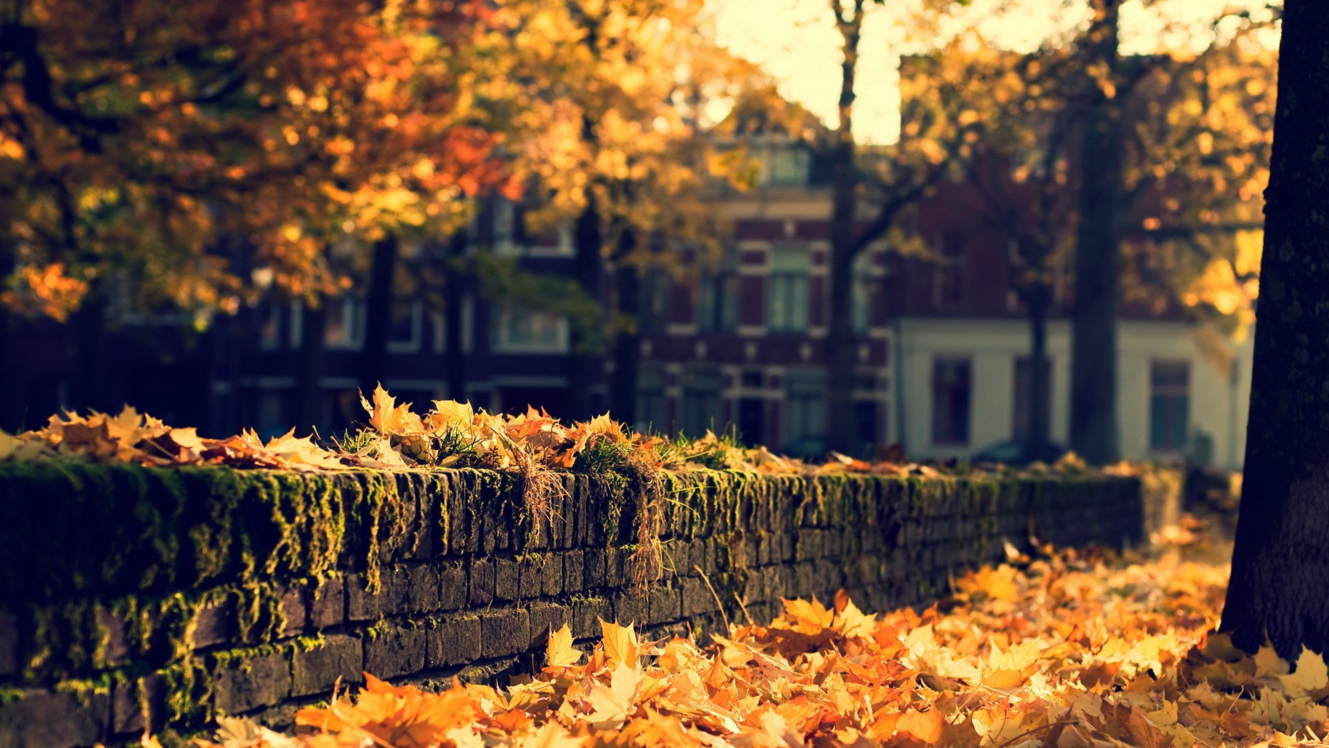 Fall Desktop Background HD Image Amp Pictures Becuo