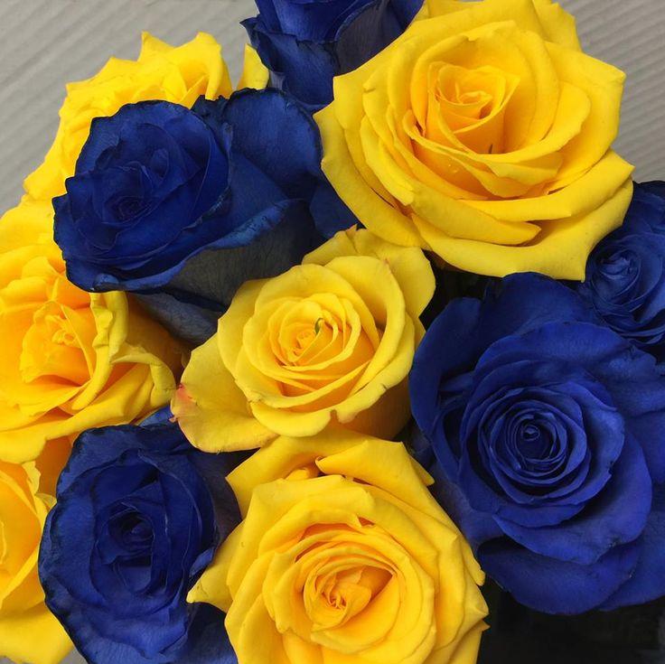 Blue And Gold Roses Show Your School Pride Or Bring In Some Fun