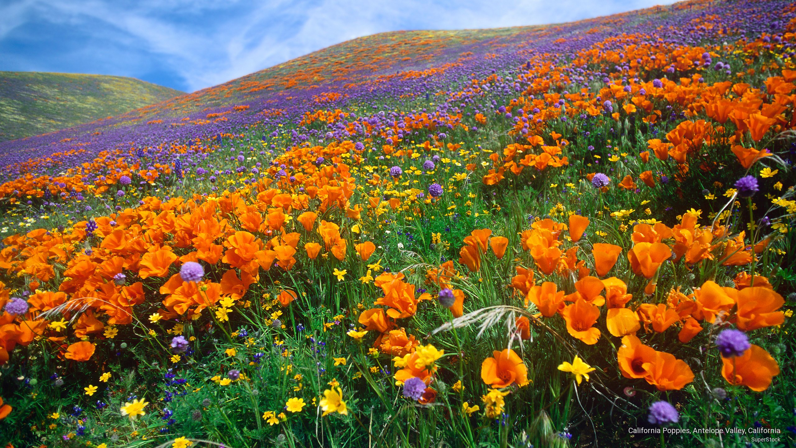 Summer Wallpaper California Poppies Antelope Valley