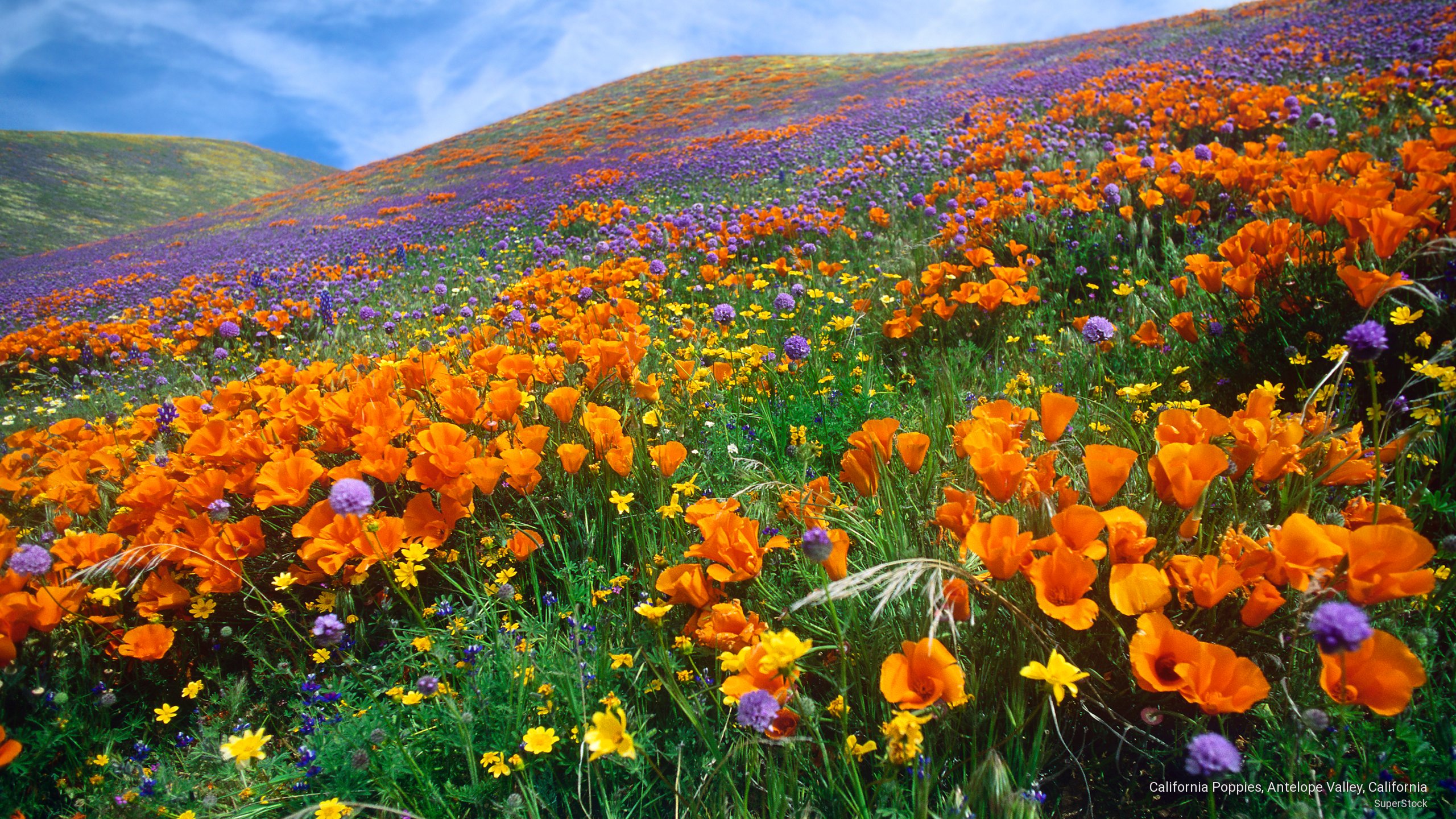 Field Poppies Bing Wallpaper Download - Bank2home.com